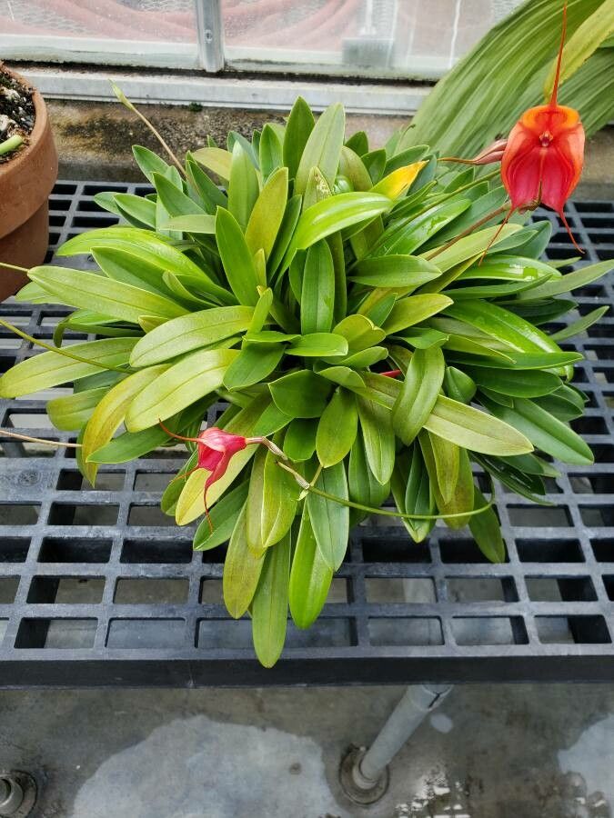 Masdevallia cucullata habit