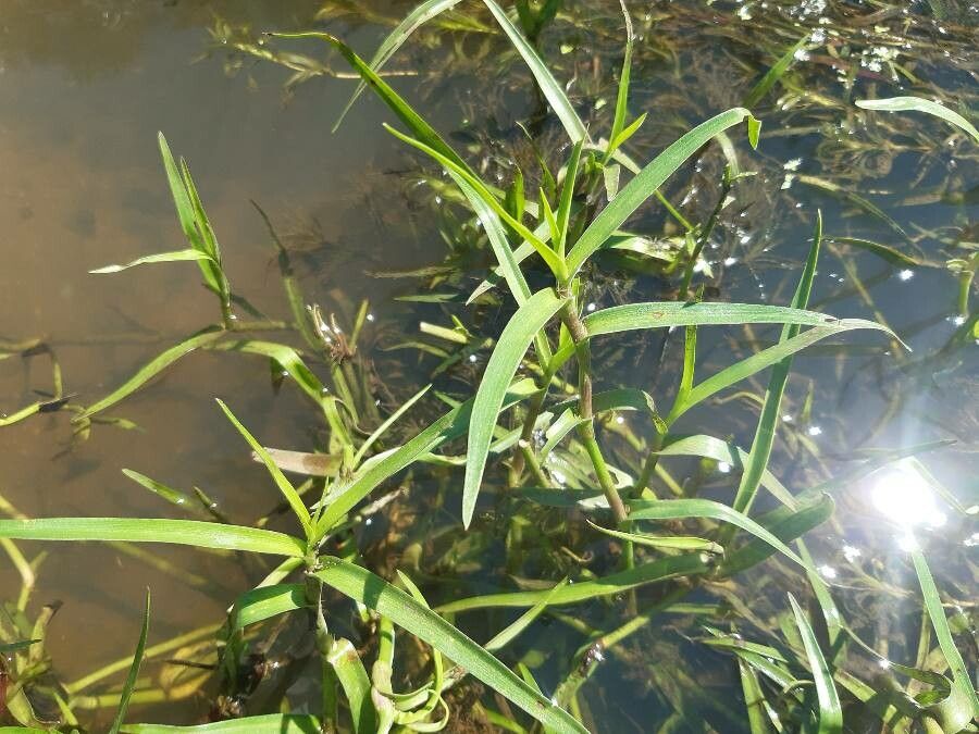 Murdannia keisak — search result for 'Commelinaceae'