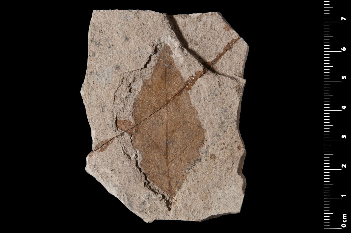 Ficus demeusei — houseplant care guide