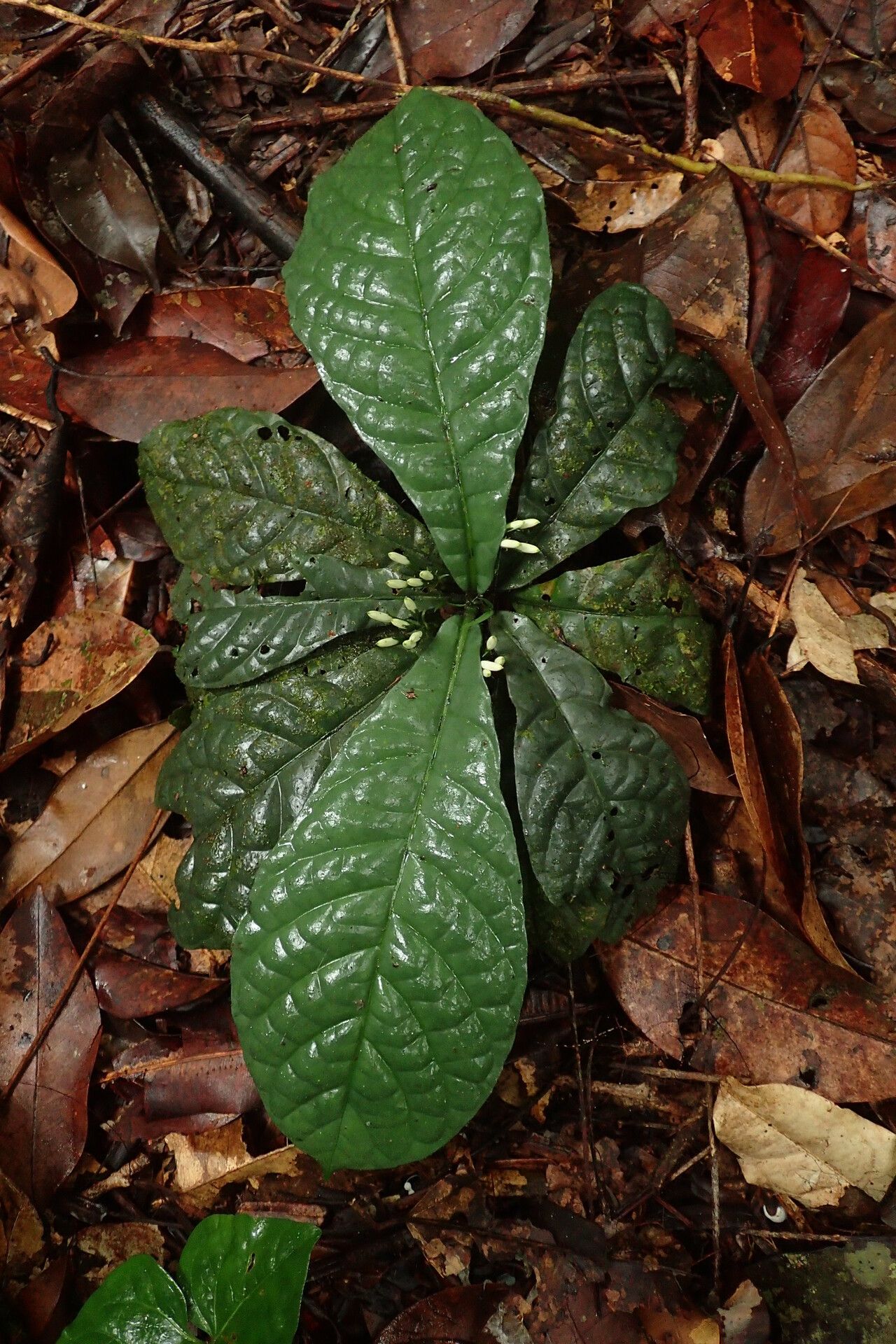 Pavetta microthamnus — houseplant care guide