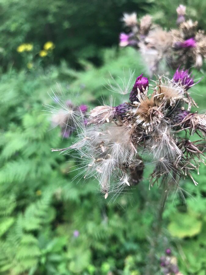 Cirsium palustre fruit