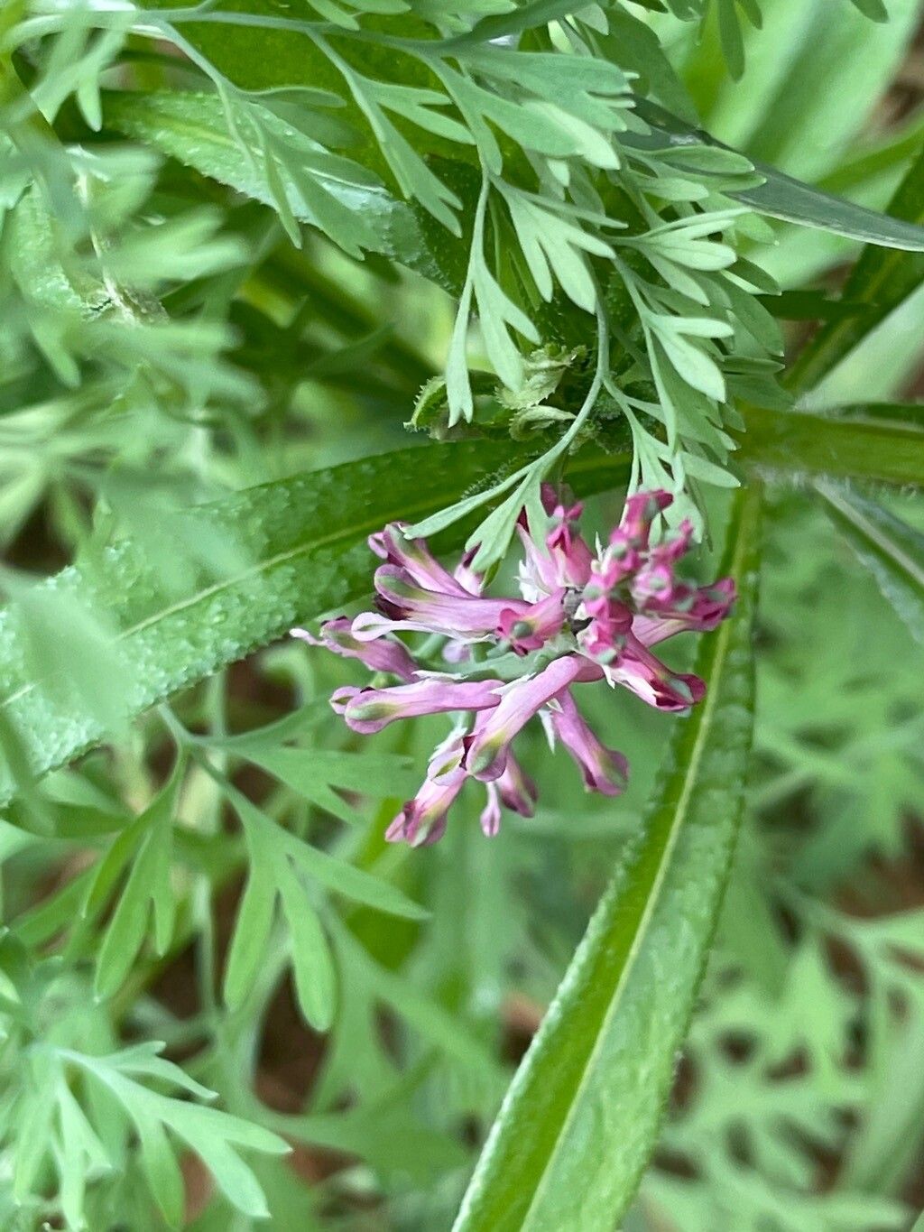 Fumaria schleicheri flower