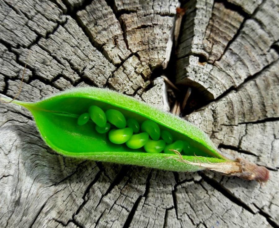 Erophaca baetica fruit