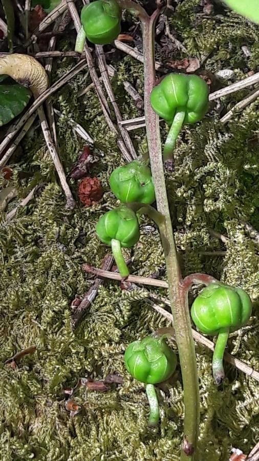 Pyrola chlorantha fruit