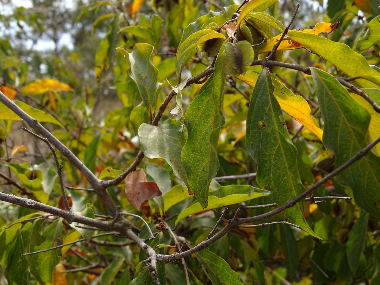 Combretum micranthum leaf