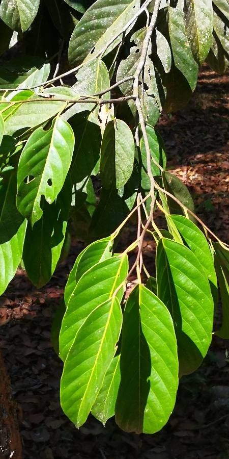 Calophyllum polyanthum — search result for 'Laos'