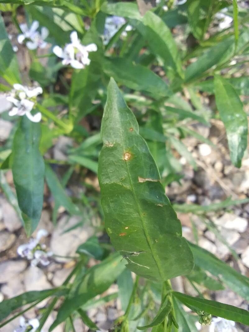 Justicia americana — search result for 'Justicia'