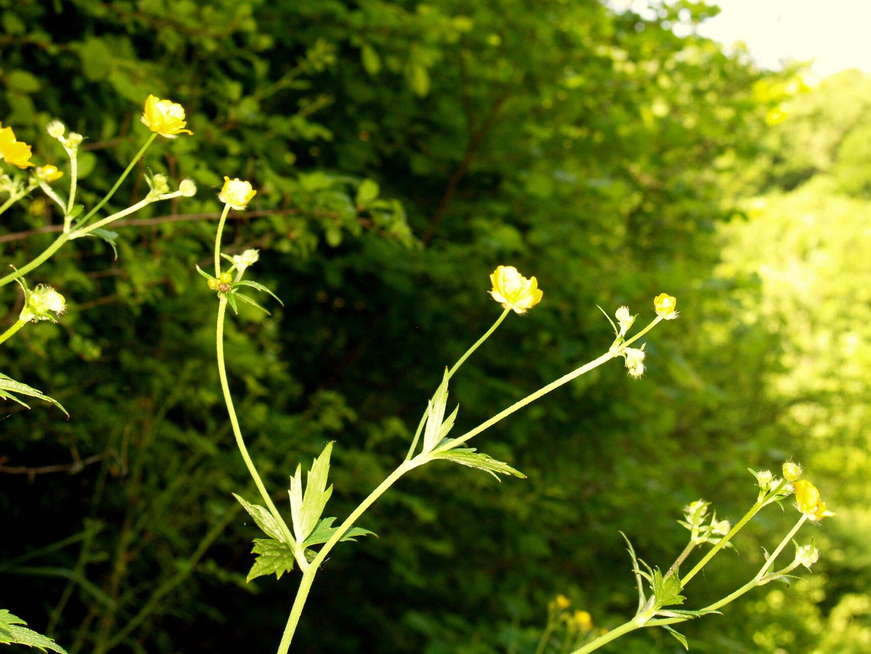 Ranunculus serbicus flower