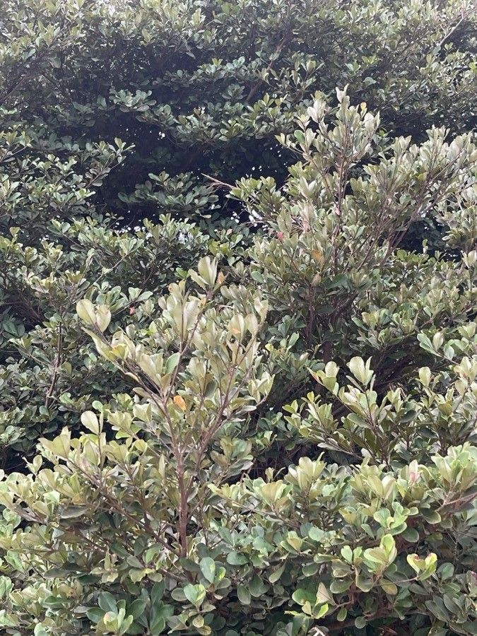 Planchonella glauca — houseplant care guide