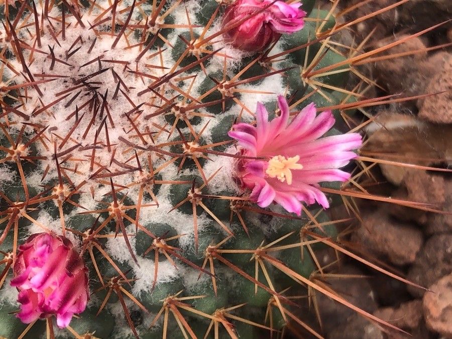 Mammillaria standleyi flower