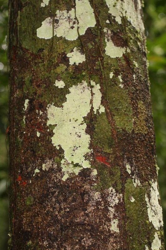 Eperua falcata bark
