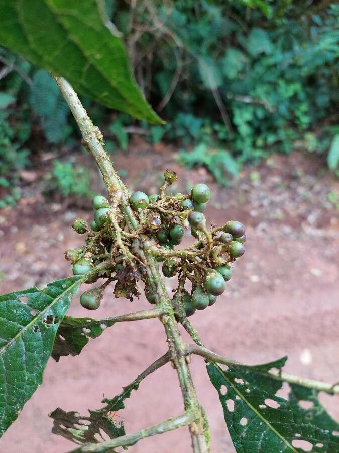 Aegiphila odontophylla fruit
