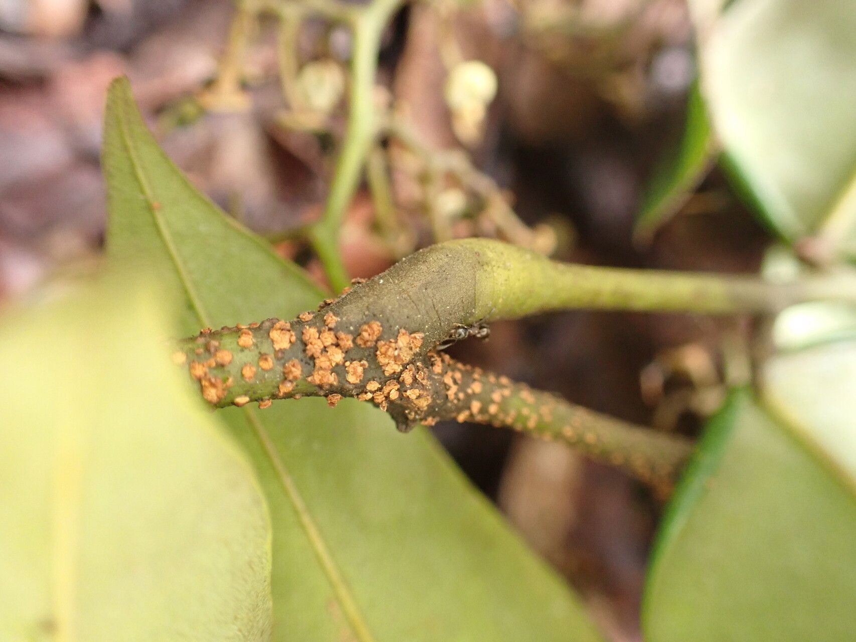 Dialium zenkeri fruit