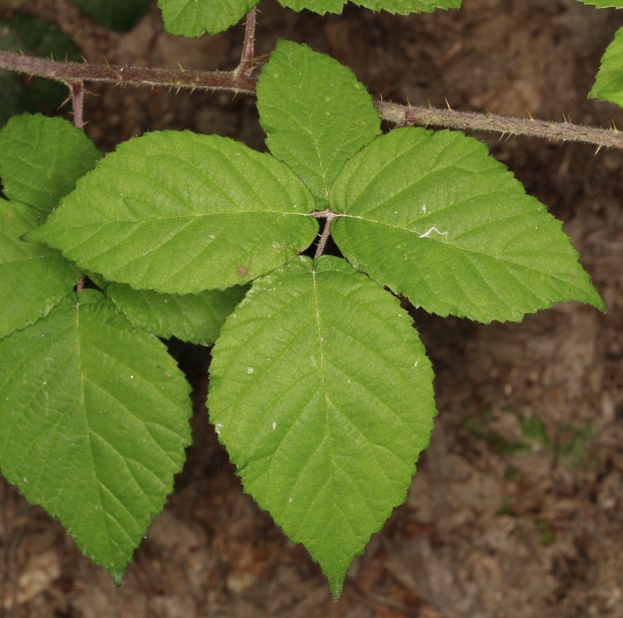 Rubus pallidicaulis leaf