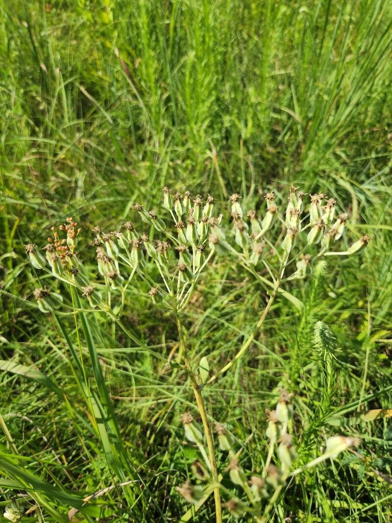 Arnoglossum plantagineum fruit