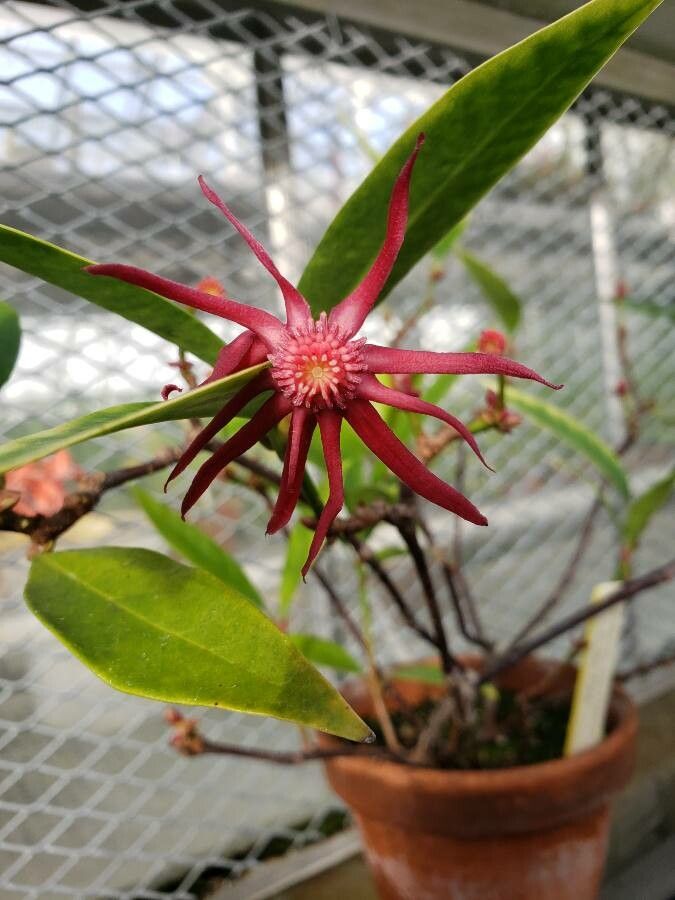 Illicium mexicanum flower