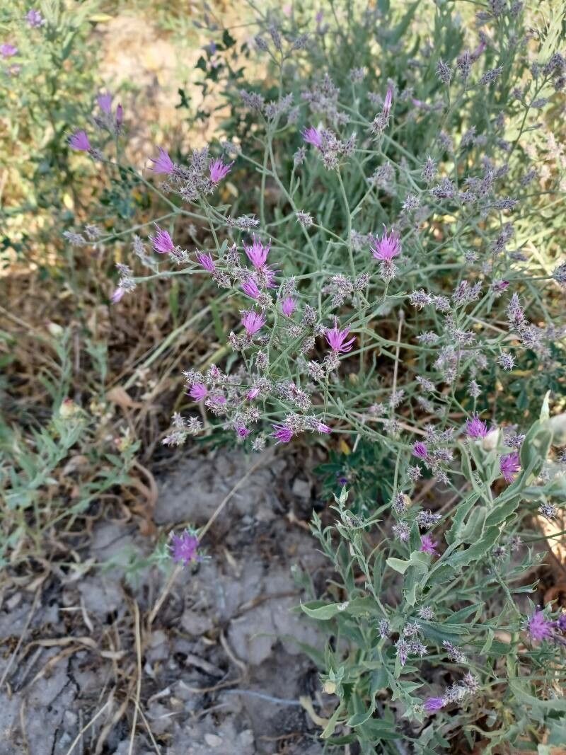 Centaurea virgata other