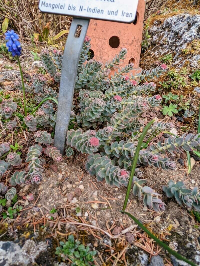 Rhodiola heterodonta habit