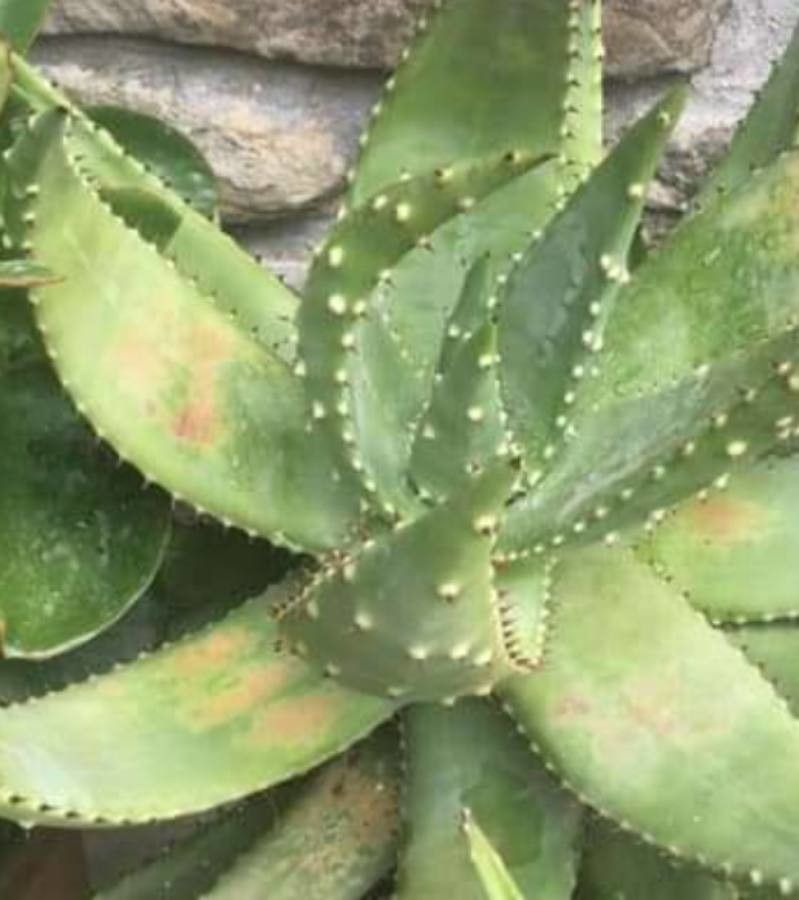 Aloe aculeata habit