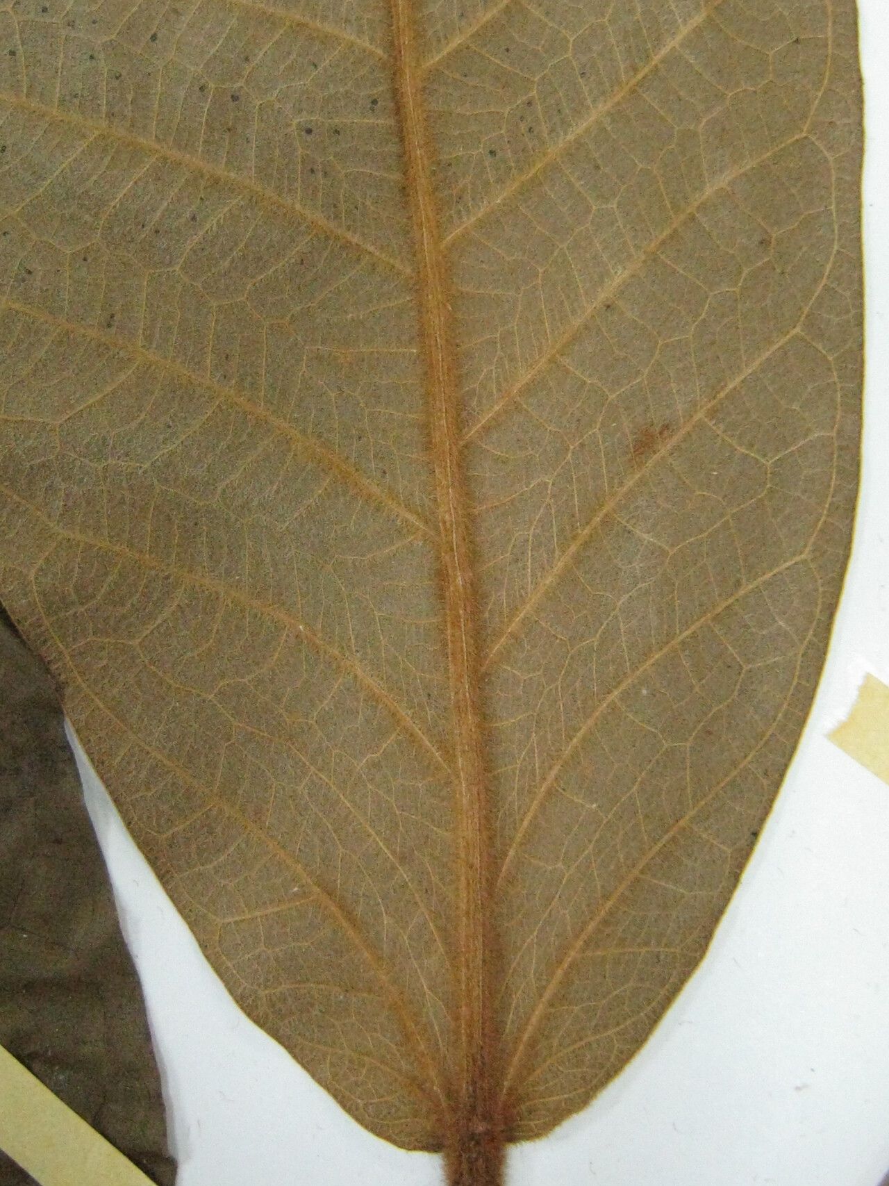 Ficus gomelleira — search result for 'Moraceae'