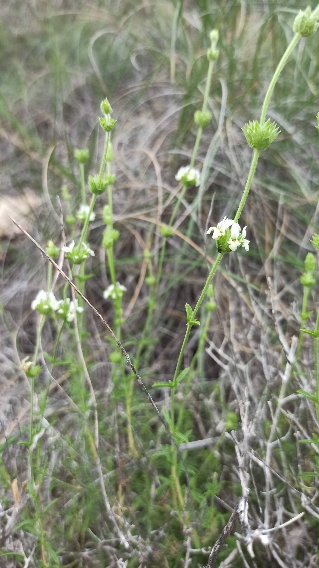 Sideritis pusilla — search result for 'Sideritis'