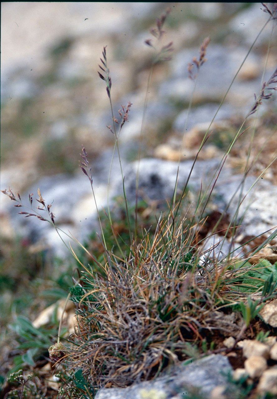 Festuca lahonderei — houseplant care guide