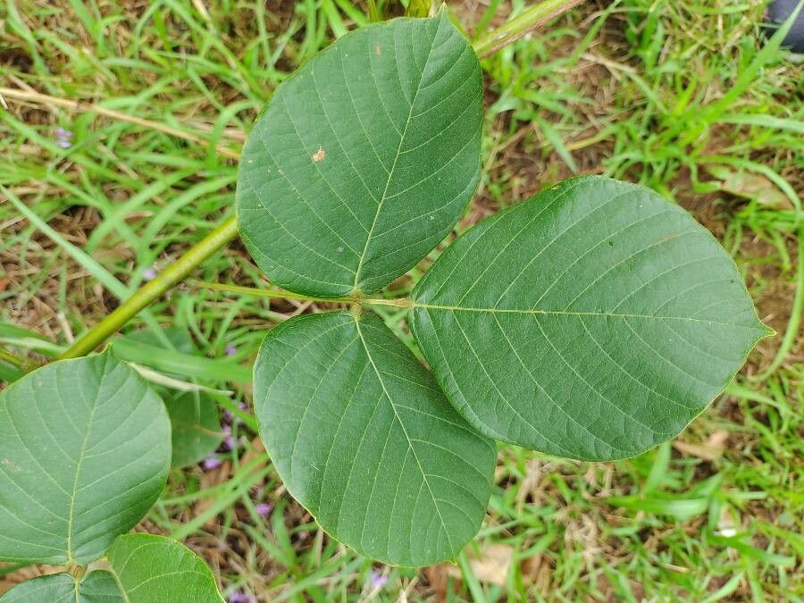 Dioclea guianensis leaf
