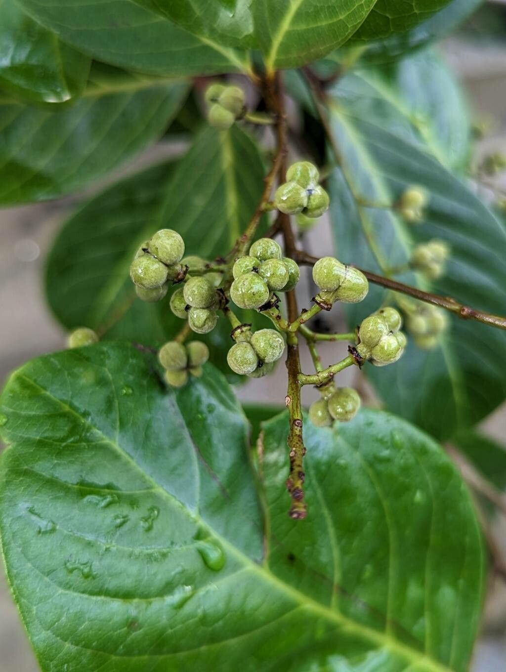 Alectryon connatus fruit