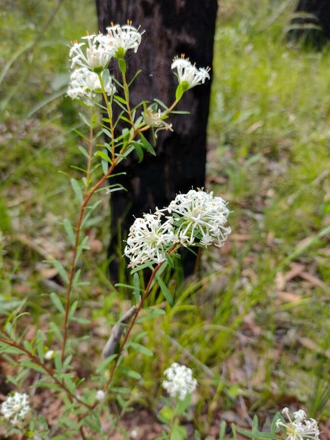 Pimelea linifolia habit