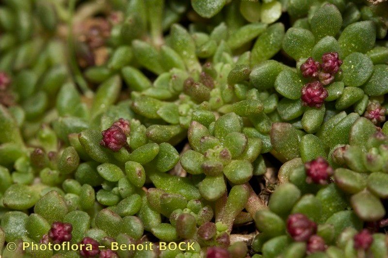 Monanthes atlantica — related species from the same genus