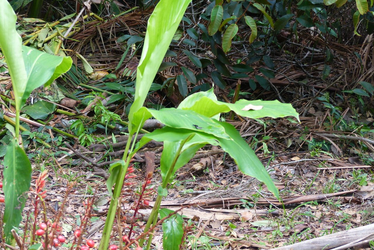 Renealmia alpinia — search result for 'Zingiber'