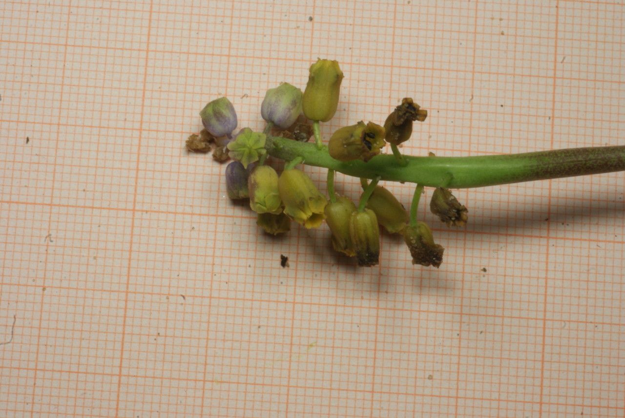 Muscari maritimum — search result for 'Muscari'