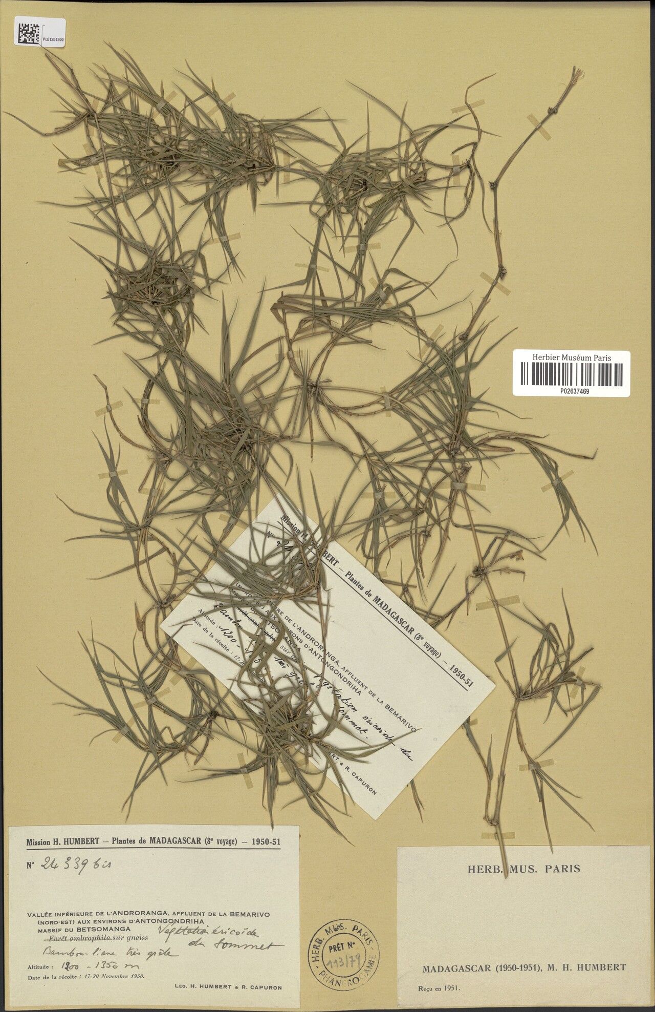 Nastus lokohoensis — houseplant care guide