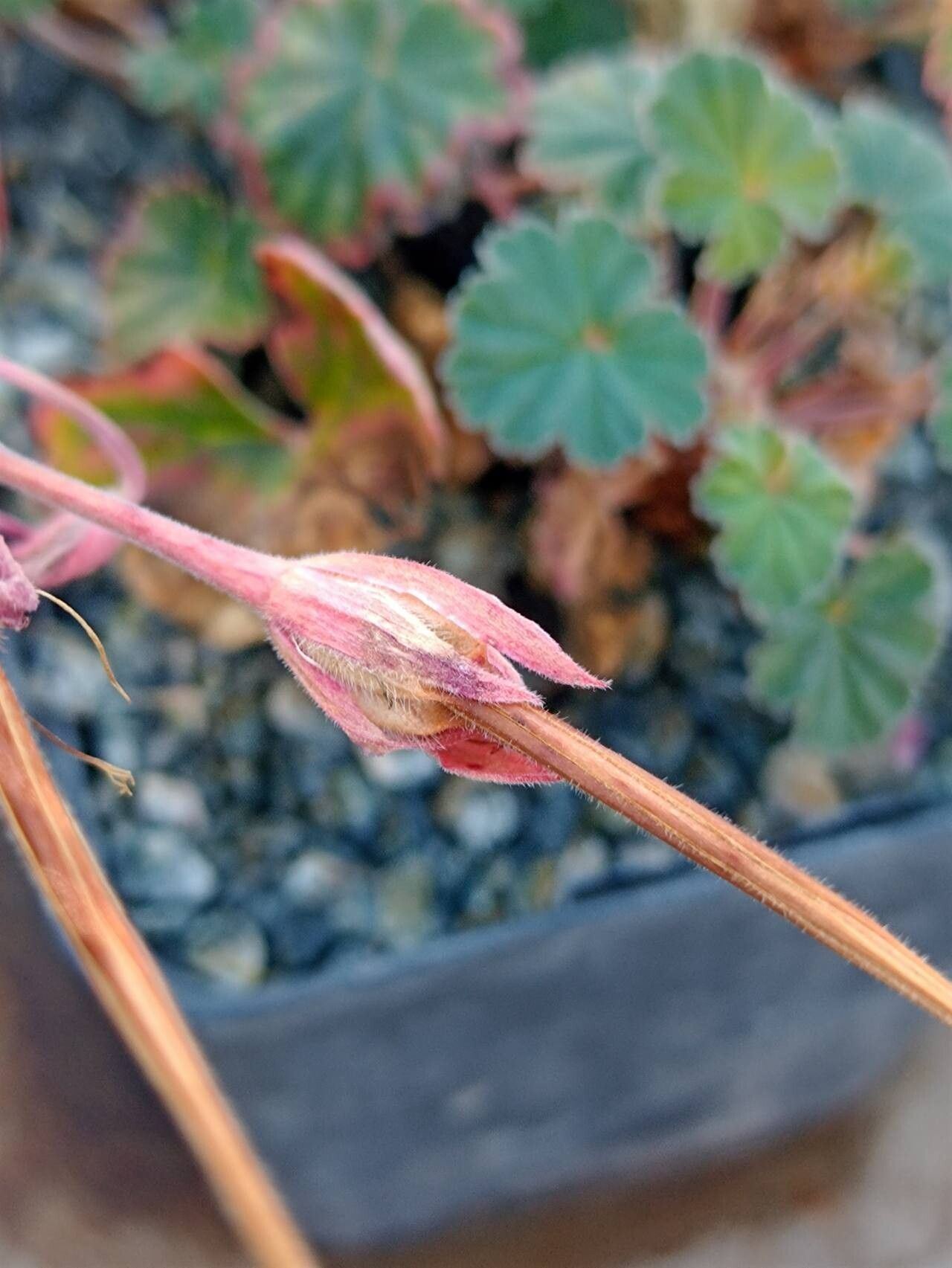 Pelargonium endlicherianum fruit
