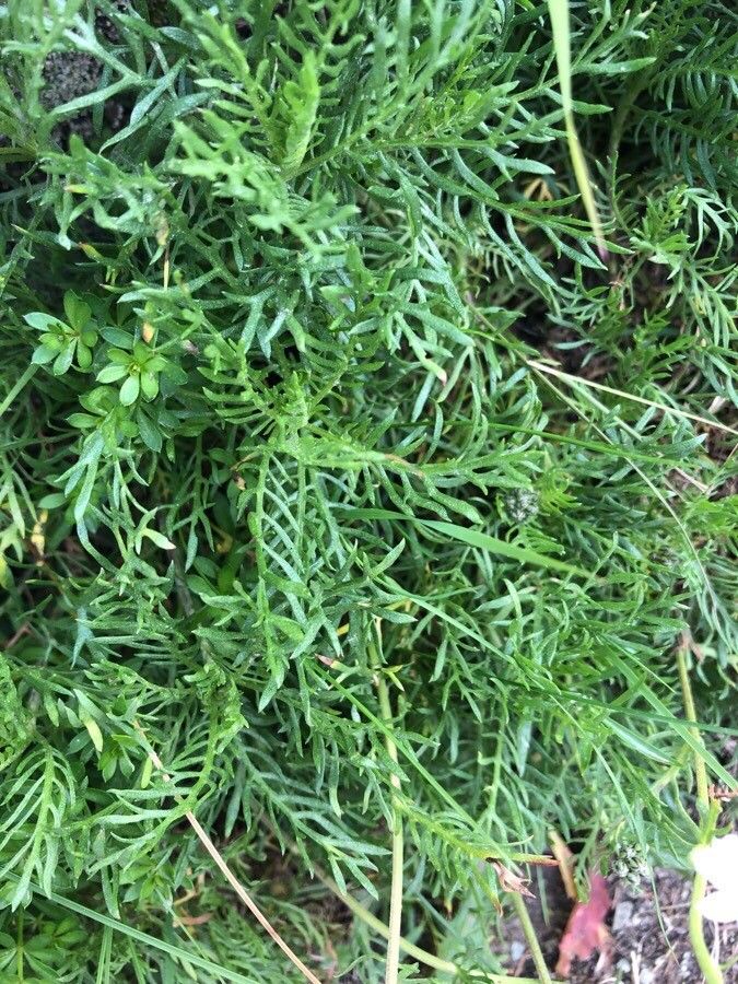 Achillea erba-rotta leaf