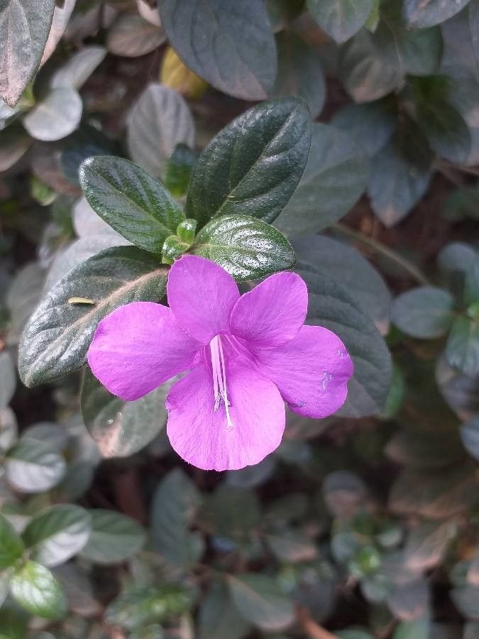 Barleria obtusa flower