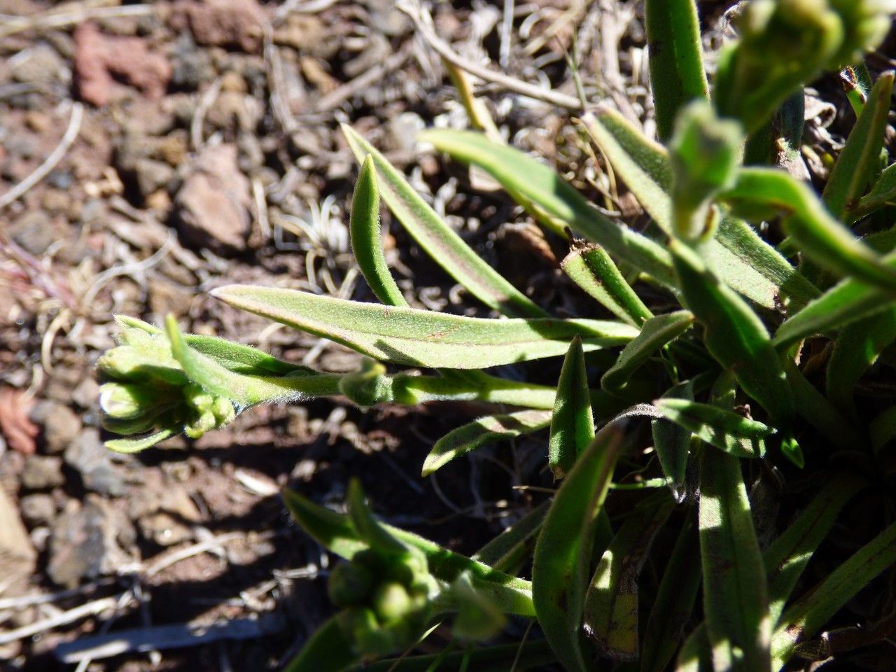 Cynoglossum borbonicum — related species from the same genus