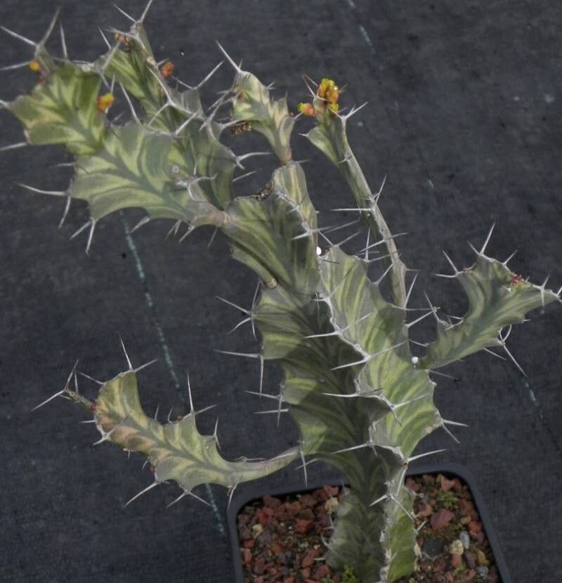 Euphorbia pseudoburuana habit