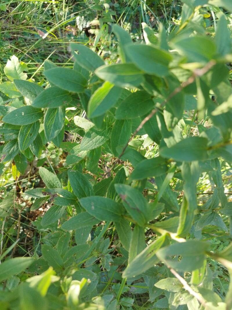 Pentanema spiraeifolium — houseplant care guide