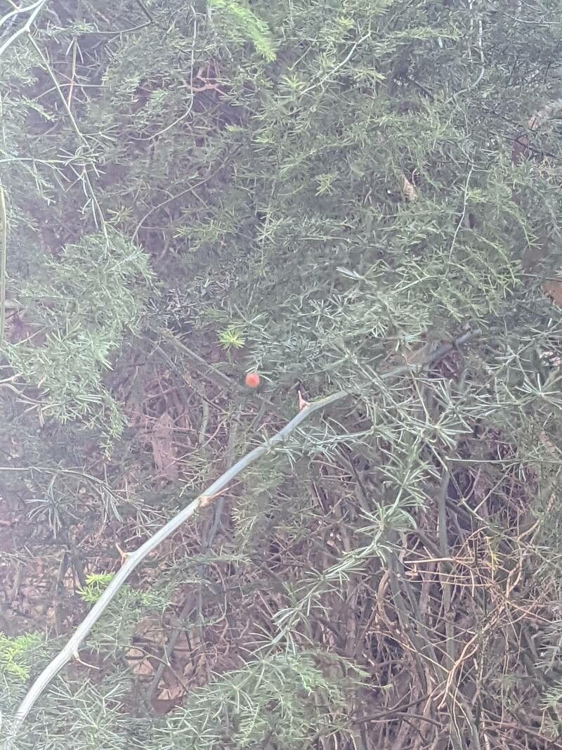 Asparagus africanus fruit