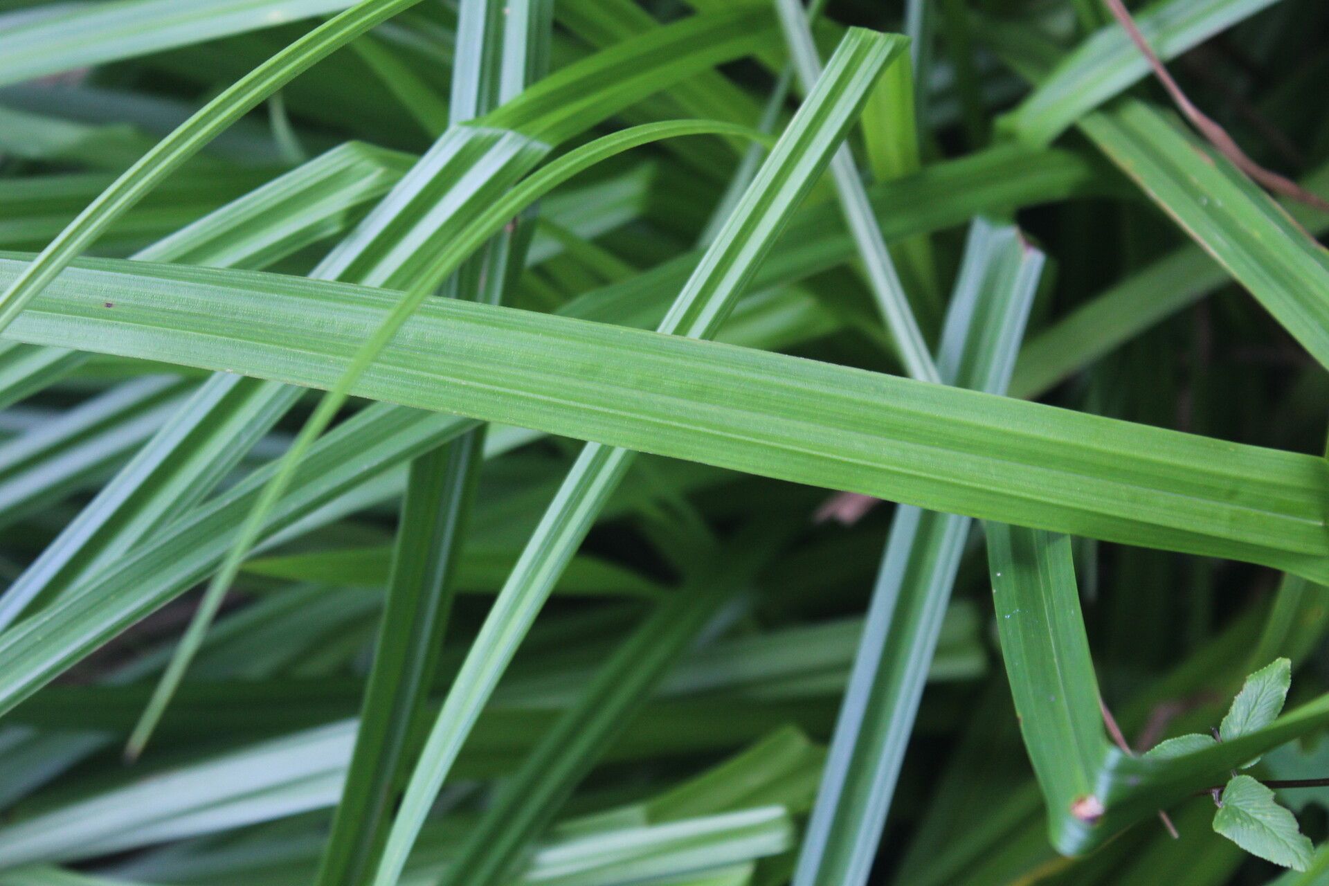 Carex steudneri — houseplant care guide