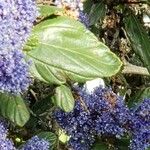 Ceanothus tomentosus