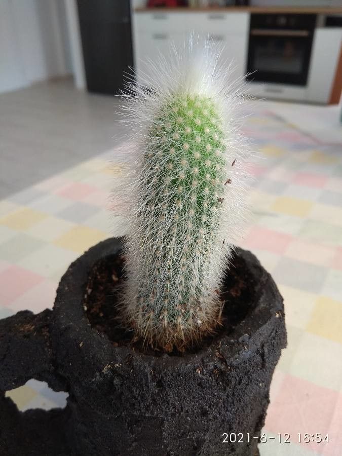 Espostoa lanata fruit