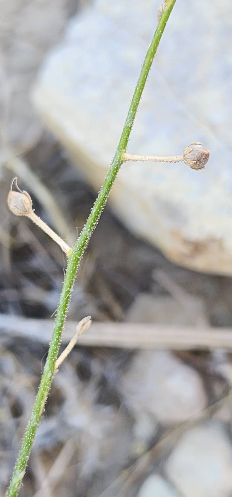 Verbascum farsistanicum fruit