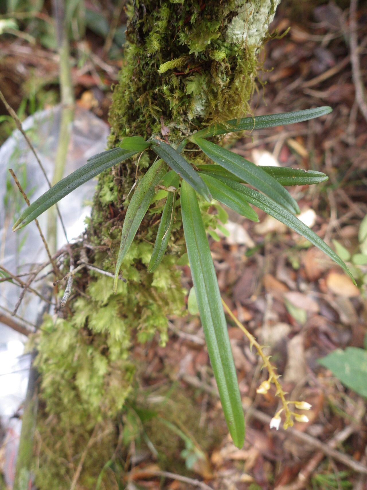 Thelasis sphaerocarpa — related species from the same genus