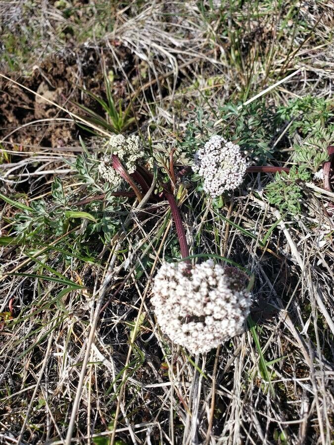 Lomatium canbyi flower