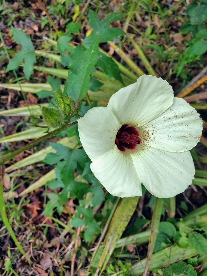 Hibiscus aculeatus flower