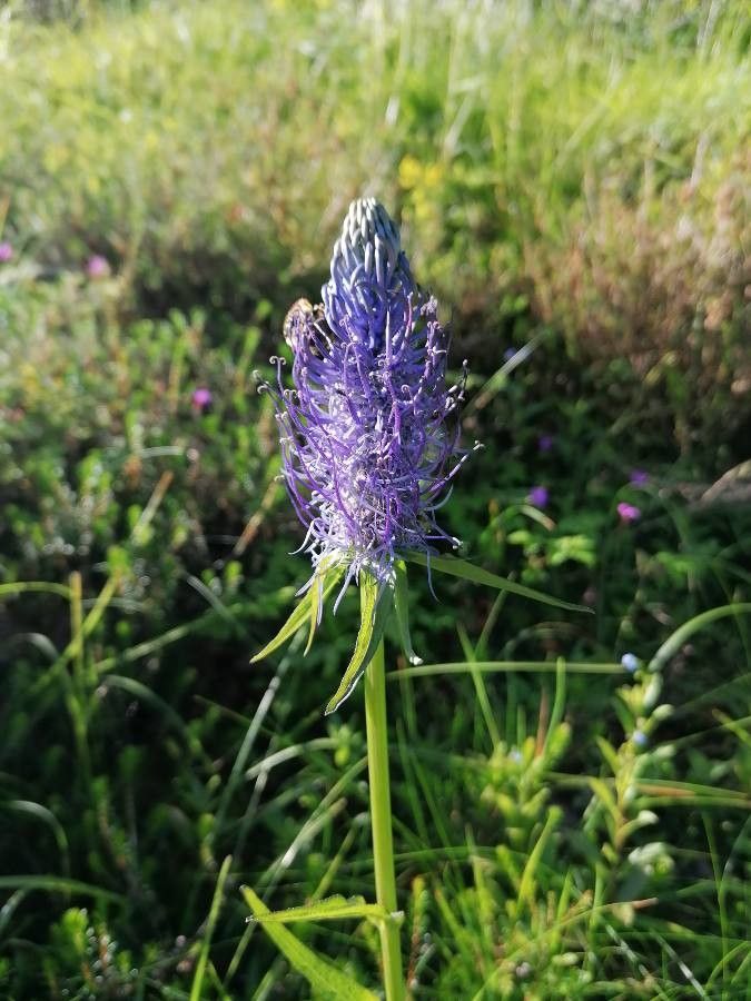 Phyteuma pyrenaicum flower