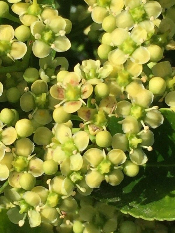 Nuxia congesta flower