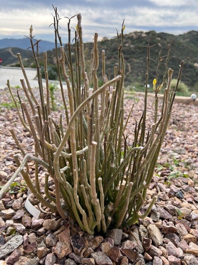 Ceropegia dichotoma leaf